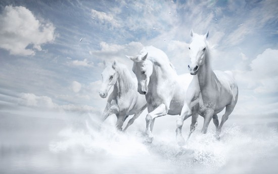cavalos brancos_white_horses-wide